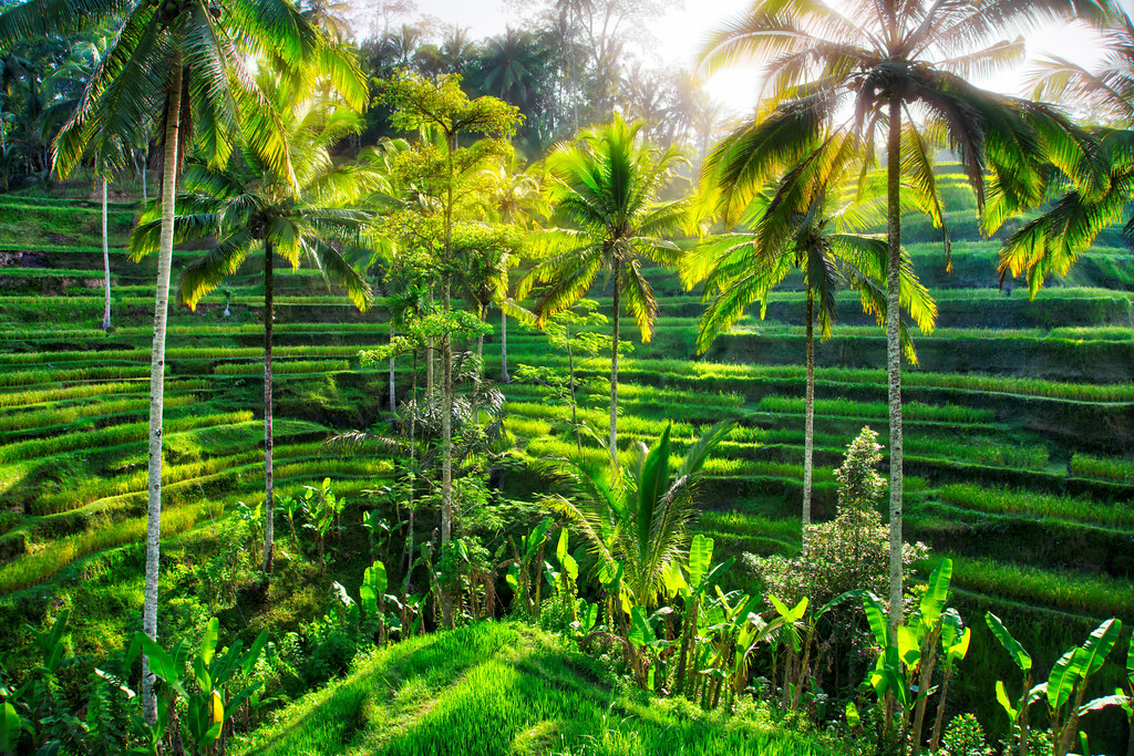 Bali rice terraces e-bike tour Ubud
