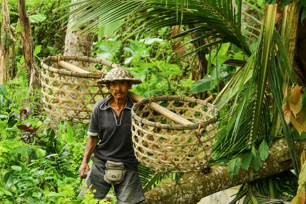 Balinese rice field Tegalalang farmer